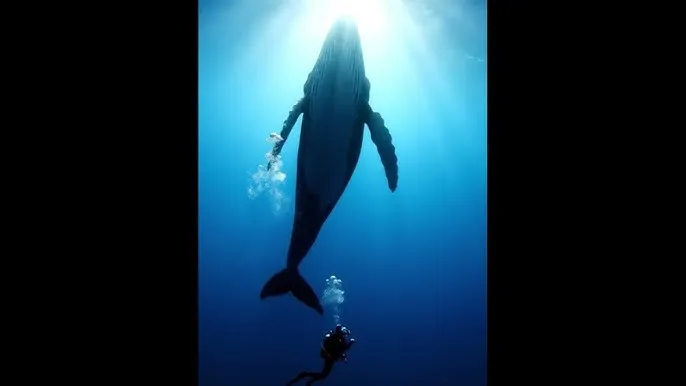 全自动高清录播网站 - 深蓝星球：探索海洋深处的未知世界